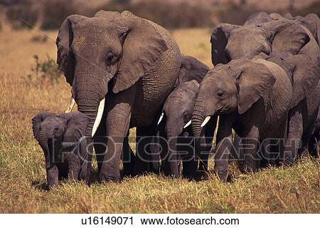 Stock Image - A Herd of Elephants, Side View. Fotosearch