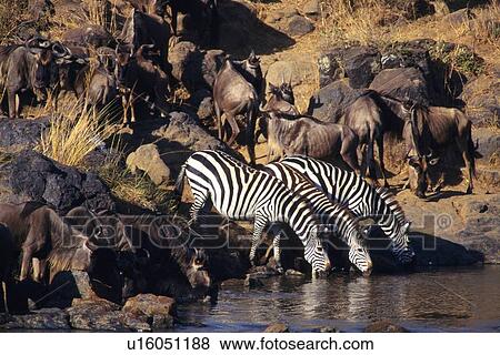 A Herd of Gnus and Zebras Drinking Water, Side View View Large Photo Image Stock Photo - A Herd of Gnus and Zebras Drinking Water, Side View. Fotosearch