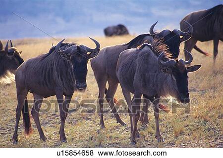 A Herd of Gnus, Differential Focus, Front View, Side View View Large Photo Image Stock Photo - A Herd of Gnus, Differential Focus, Front View, Side View. Fotosearch