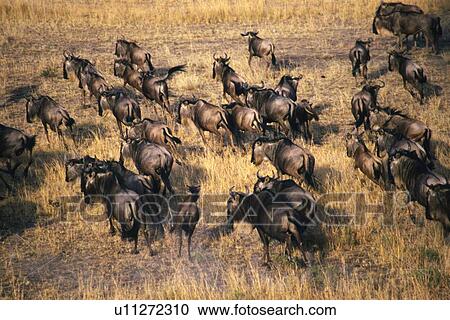 A Herd of Migrating Gnus, High Angle View View Large Photo Image Stock Image - A Herd of Migrating Gnus, High Angle View. Fotosearch