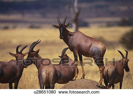 A Herd of Topis, Differential Focus, Side View, Rear View View Large Photo Image Stock Image - A Herd of Topis, Differential Focus, Side View, Rear View. Fotosearch
