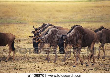 A Herd of Walking Gnus, Side View View Large Photo Image Stock Image - A Herd of Walking Gnus, Side View. Fotosearch