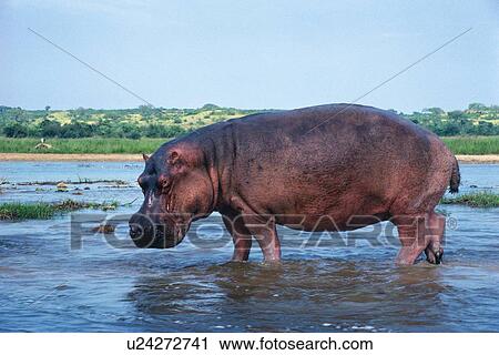 Stock Image - A Hippopotamus Walking into the River, Side View. Fotosearch