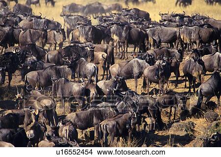 A Large Herd of Gnus, High Angle View View Large Photo Image Picture - A Large Herd of Gnus, High Angle View. Fotosearch