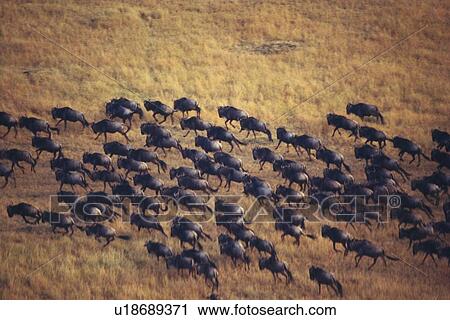 Stock Image - A Large Herd of Wild Animals, Aerial View. Fotosearch