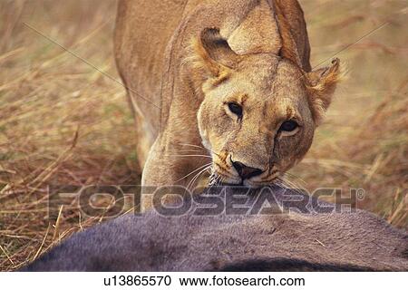 Stock Image - A Lion Biting at Capture, Front View, Differential Focus. Fotosearch