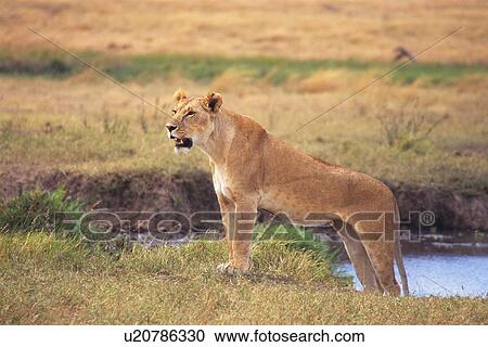 A Lion Climbing Up the Bank of Water Hole, Side View, Differential Focus View Large Photo Image Stock Image - A Lion Climbing Up the Bank of Water Hole, Side View, Differential Focus. Fotosearch