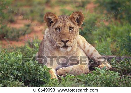 A Lion Lying Down, Front View, Differential Focus, Looking at Camera View Large Photo Image Stock Image - A Lion Lying Down, Front View, Differential Focus, Looking at Camera. Fotosearch
