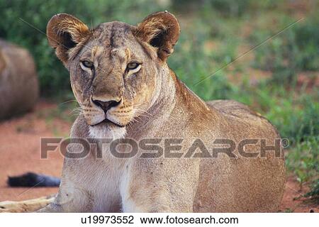 A Lion Lying Down, Front View, Differential Focus, Looking at Camera View Large Photo Image Stock Image - A Lion Lying Down, Front View, Differential Focus, Looking at Camera. Fotosearch