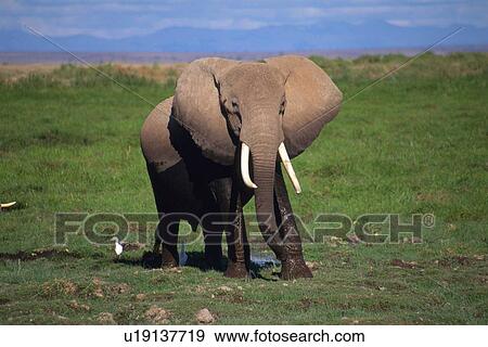 A Muddy Elephant, Front View, Differential Focus View Large Photo Image Stock Photo - A Muddy Elephant, Front View, Differential Focus. Fotosearch
