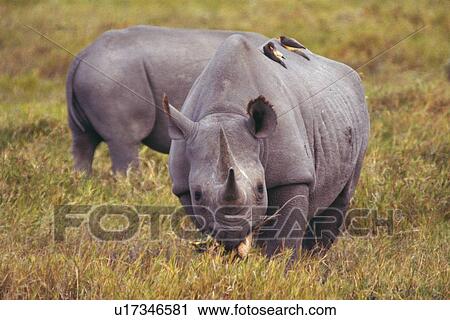 A Pare of Black Rhinoceroses Grazing Grasses, Differential Focus, Front View, Side View View Large Photo Image Stock Image - A Pare of Black Rhinoceroses Grazing Grasses, Differential Focus, Front View, Side View. Fotosearch