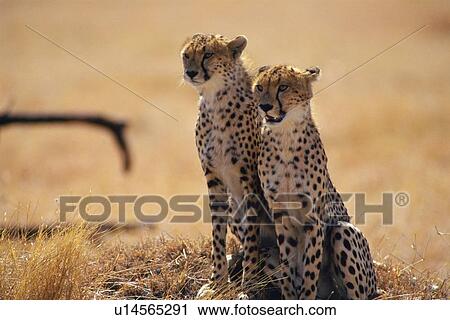Stock Image - A Pare of Cheetahs Sitting Down, Side View, Differential Focus. Fotosearch