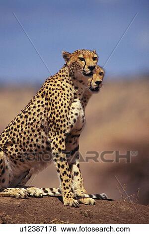 Stock Photo - A Pare of Cheetahs Sitting Down, Side View, Differential Focus. Fotosearch