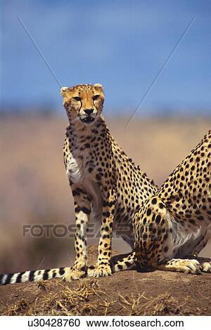 A Pare of Cheetahs Sitting Down, Differential Focus, Front View View Large Photo Image Stock Image - A Pare of Cheetahs Sitting Down, Differential Focus, Front View. Fotosearch