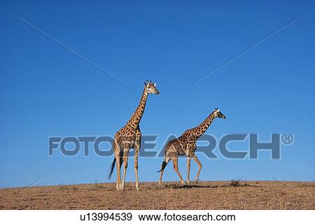 Stock Photo - A Pare of Giraffes Walking the Plain, Side View. Fotosearch