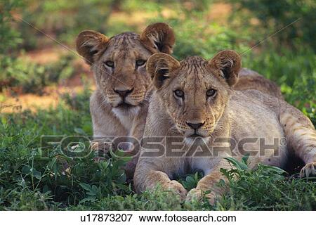 A Pare of Lions Lying Down, Front View, Differential Focus, Looking at Camera View Large Photo Image Stock Photo - A Pare of Lions Lying Down, Front View, Differential Focus, Looking at Camera. Fotosearch