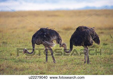 A Pare of Ostriches Pecking at the Ground, Side View, Differential Focus View Large Photo Image Stock Image - A Pare of Ostriches Pecking at the Ground, Side View, Differential Focus. Fotosearch