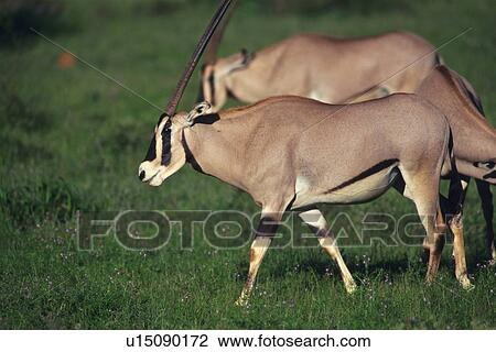 Stock Image - A Pare of Walking Oryx, Differential Focus, Side View. Fotosearch