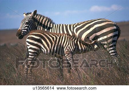A Pare of Zebras, Parent and a Child, Side View, Differential Focus View Large Photo Image Picture - A Pare of Zebras, Parent and a Child, Side View, Differential Focus. Fotosearch