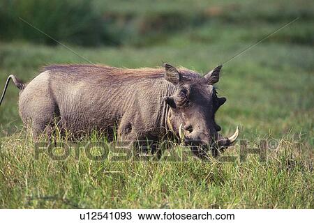 Stock Image - A Warthog in the Grassy Plain, Side View, Differential Focus. Fotosearch