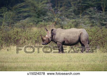 A White Rhinoceros on the Plain, Side View, Differential Focus View Large Photo Image Stock Photo - A White Rhinoceros on the Plain, Side View, Differential Focus. Fotosearch