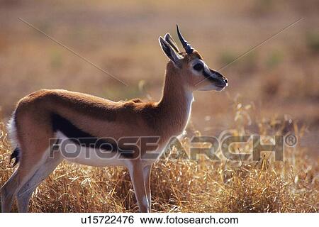 Stock Photograph - A Young Gazelle Gazing Away, Side View, Differential Focus. Fotosearch