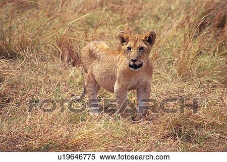 Stock Photography - A Young Lion in the Grassy Plain, High Angle View. Fotosearch