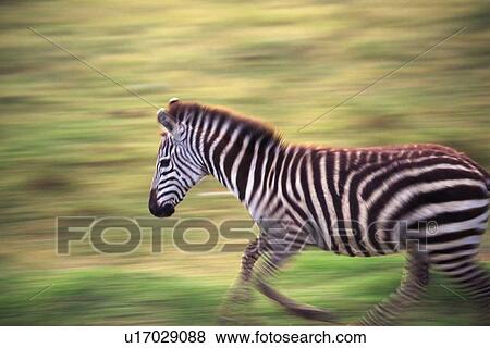 A Zebra Running the Plain, Side View, Blurred Motion View Large Photo Image Stock Photo - A Zebra Running the Plain, Side View, Blurred Motion. Fotosearch