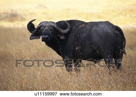 Stock Photo - An African Buffalo Looking at Camera, Side View. Fotosearch