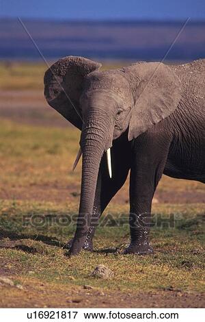 An Elephant Turning Head, Side View, Differential Focus, Looking at Camera View Large Photo Image Stock Photo - An Elephant Turning Head, Side View, Differential Focus, Looking at Camera. Fotosearch