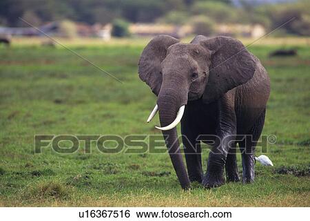 An Elephant Walking the Plain, Front View, Differential Focus View Large Photo Image Stock Photograph - An Elephant Walking the Plain, Front View, Differential Focus. Fotosearch