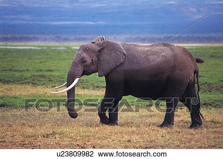 An Elephant Walking the Plain, Side View, Differential Focus View Large Photo Image Stock Image - An Elephant Walking the Plain, Side View, Differential Focus. Fotosearch