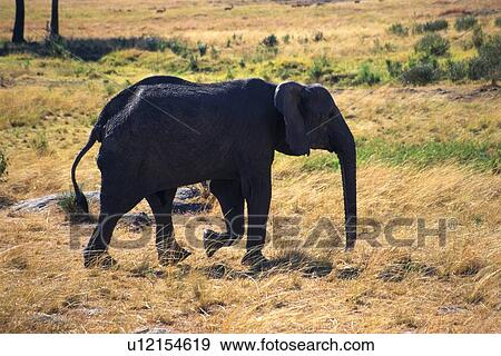 An Elephant Walking the Plain, Side View View Large Photo Image Stock Photo - An Elephant Walking the Plain, Side View. Fotosearch