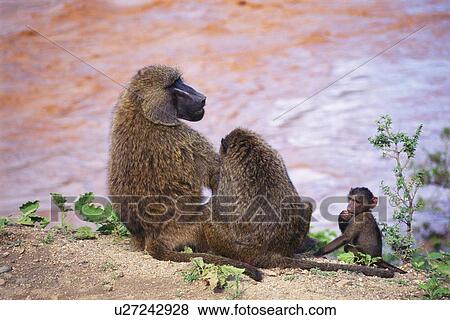 Baboon Family Sitting by the Shore, Rear View, Differential Focus View Large Photo Image Stock Photo - Baboon Family Sitting by the Shore, Rear View, Differential Focus. Fotosearch