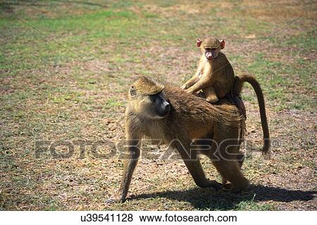 Baboon Parent and a Child, Side View, Front View View Large Photo Image Stock Photo - Baboon Parent and a Child, Side View, Front View. Fotosearch