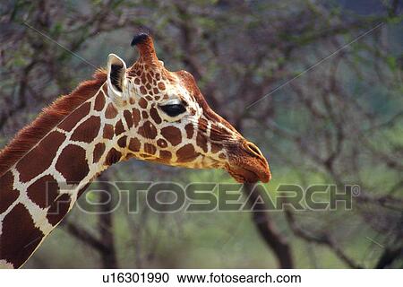 Closed Up Image of a Giraffe Head, Side View, Differential Focus View Large Photo Image Stock Image - Closed Up Image of a Giraffe Head, Side View, Differential Focus. Fotosearch
