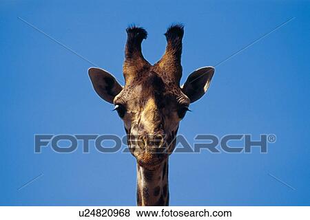 Stock Photo - Closed Up Image of a Giraffe Head, Front View, Looking at Camera. Fotosearch