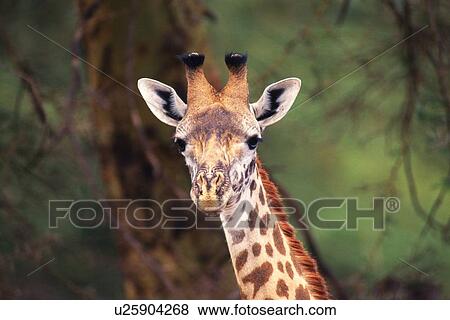 Stock Photo - Closed Up Image of a Giraffe Head, Front View, Differential Focus. Fotosearch