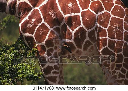 Closed Up Image of a Giraffe's Body, Side View View Large Photo Image Stock Photo - Closed Up Image of a Giraffe's Body, Side View. Fotosearch