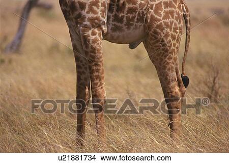 Picture - Closed Up Image of a Giraffe's Legs, Side View, Differential Focus. Fotosearch