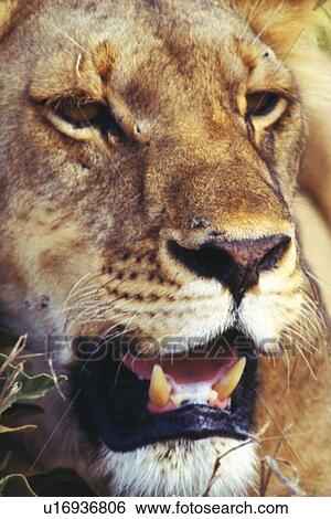 Closed Up Image of a Lion Face, Front View View Large Photo Image Stock Photograph - Closed Up Image of a Lion Face, Front View. Fotosearch