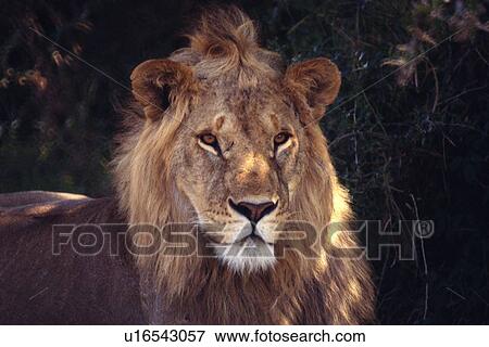 Stock Photo - Closed Up Image of a Lion Head, Front View. Fotosearch