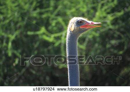 Closed Up Image of a Ostrich Head, Side View, Differential Focus  View Large Photo Image Picture - Closed Up Image of a Ostrich Head, Side View, Differential Focus . Fotosearch