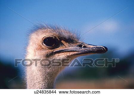 Closed Up Image of a Ostrich Head, Side View, Differential Focus View Large Photo Image Picture - Closed Up Image of a Ostrich Head, Side View, Differential Focus . Fotosearch