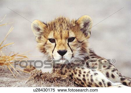 Closed Up Image of a Young Cheetah, Front View, Differential Focus, Looking at Camera View Large Photo Image Stock Photography - Closed Up Image of a Young Cheetah, Front View, Differential Focus, Looking at Camera. Fotosearch