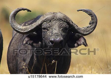 Picture - Closed Up Image of an African Buffalo Head, Front View, Differential Focus. Fotosearch