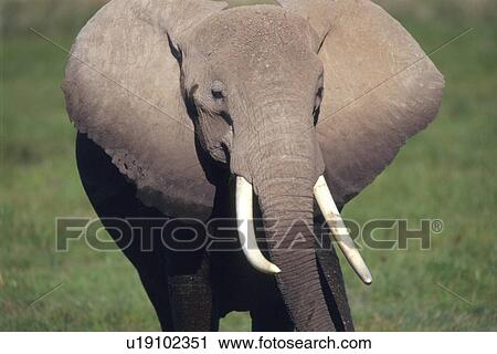 Stock Image - Closed Up Image of an Elephant Head, Front View, Differential Focus. Fotosearch
