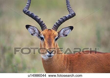 Closed Up Image of an Impala Head, Differential Focus, Front View, Looking at Camera View Large Photo Image Picture - Closed Up Image of an Impala Head, Differential Focus, Front View, Looking at Camera. Fotosearch