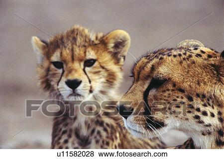 Closed Up Image of Cheetah Heads, Parent and Child, Differential Focus, Front View, Side View View Large Photo Image Stock Photo - Closed Up Image of Cheetah Heads, Parent and Child, Differential Focus, Front View, Side View. Fotosearch