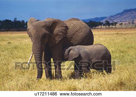 Stock Photograph - Elephant Parent and a Child, Side View, Differential Focus. Fotosearch